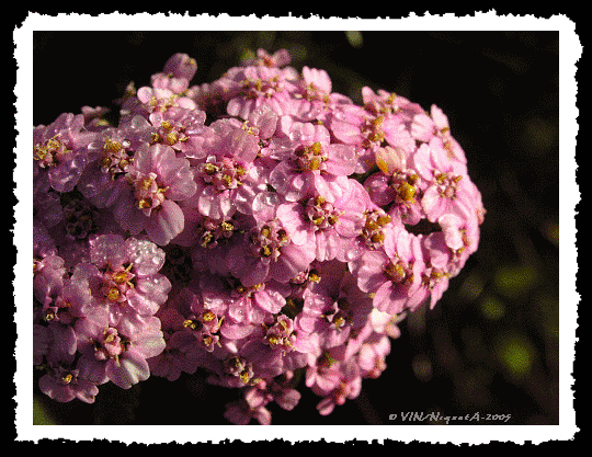 Achille Milifolium ou achille millfeuilles