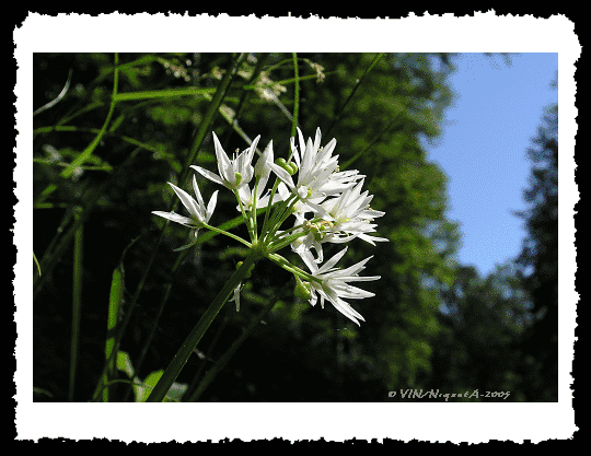 Aillium ursinum ou Ail des Ours