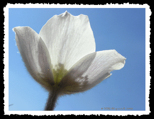 Pulsatilla alpina ou anmone alpine