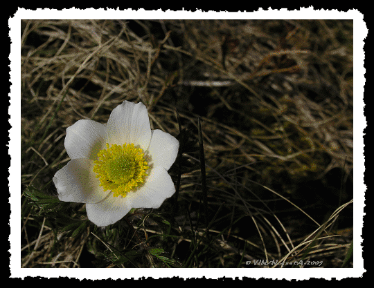 Pulsatilla alpina