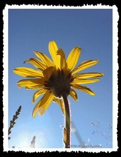 Arnica montana