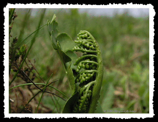 Botrichium Lunaria ou Botriche lunaire