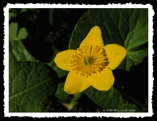 Caltha Palustris ou populage des marais