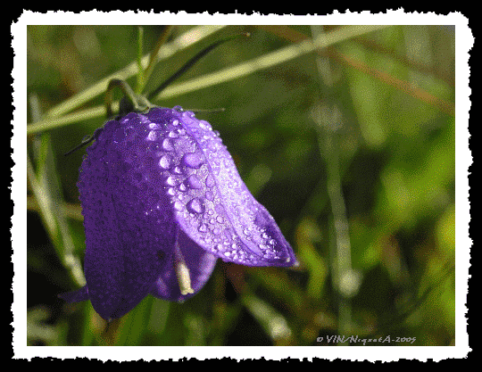 Campanula rotundifulia ou campanule  feuille ronde