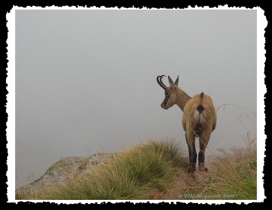 Chamois vosgien