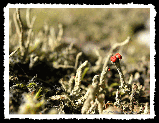 Cladonia Floerkeana