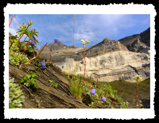 Flore du cirque d'Anselme