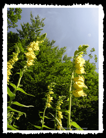 Digitalis Grandiflora