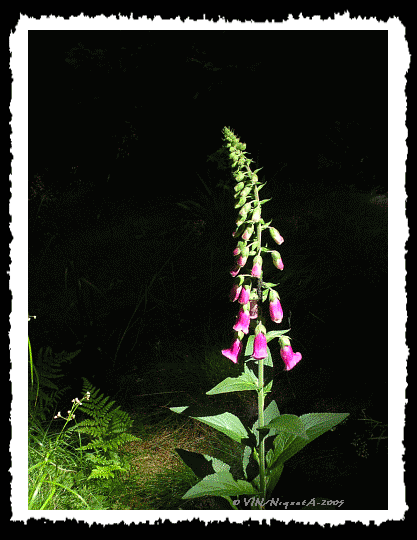 Digitalis purpura