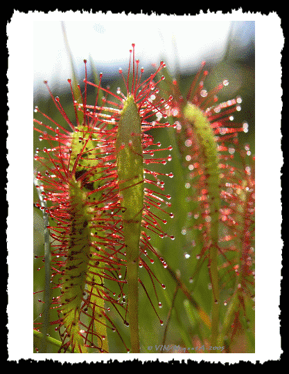 Drosra  feuille longue