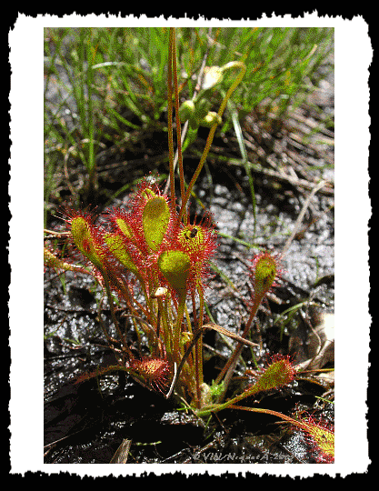 Drosra  feuille ovale