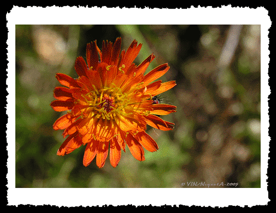 Hiracium auranthiacum ou Epervire orange