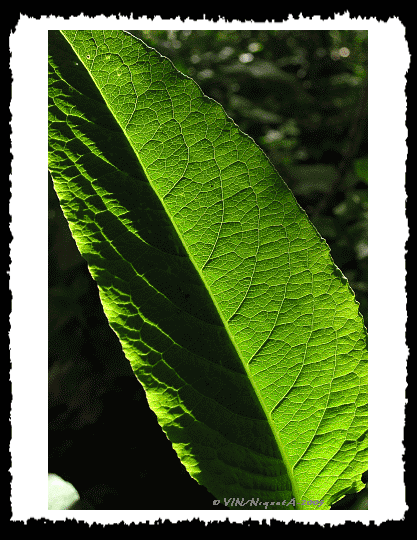 Les feuilles de Renoue