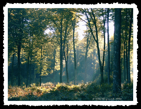 Rayon aux saveurs d'automne