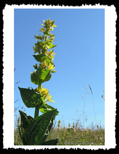 Gentiana luta ou Grande Gentiane