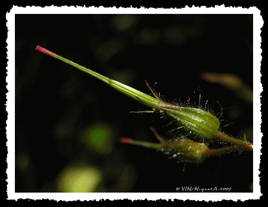 Fruit du Granium  robert