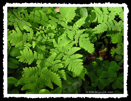 Gymnocarpium dryoptris