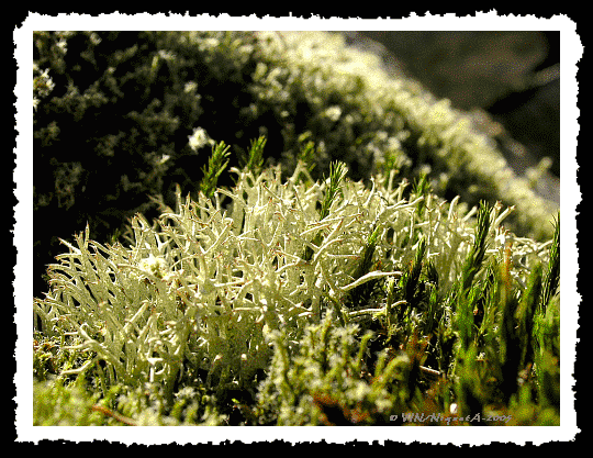 Cladinia rangrifrina ou Lichen des Rennes