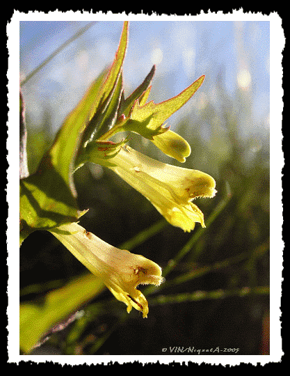 Rinanthus sylvestris ou rinanthe des bois