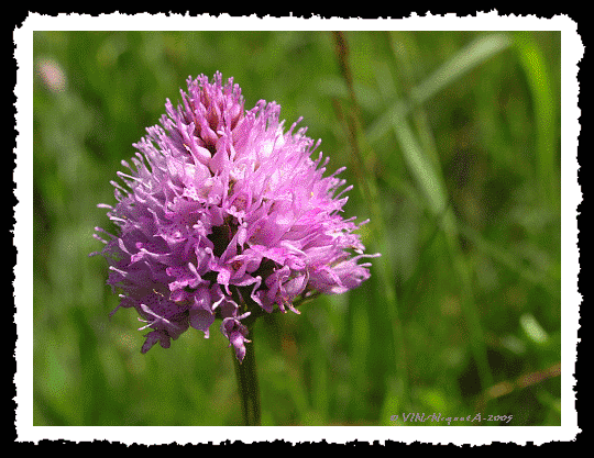 Traunstnaria globosa ou Orchis globuleux