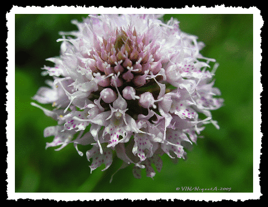 Traunstnaria globosa ou Orchis globuleux