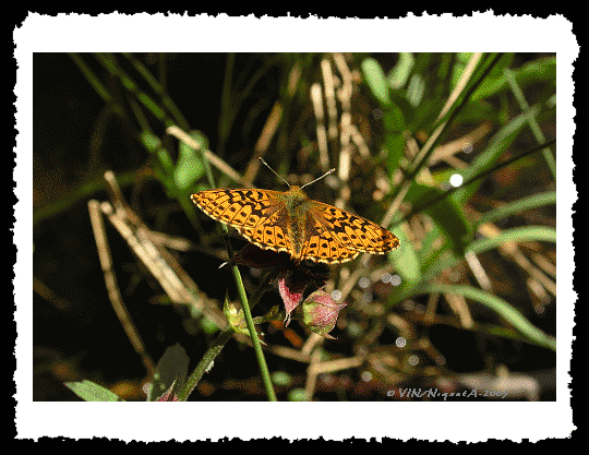 Boloria aquilonaris ou Nacr de la Canneberge