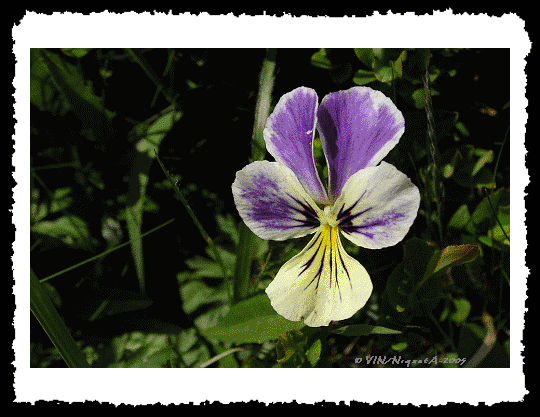 Viola Tricolor