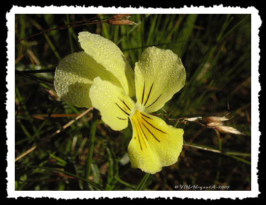 Viola tricolor