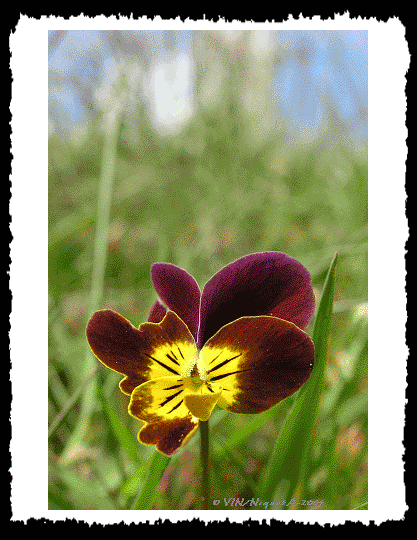 Viola tricolor