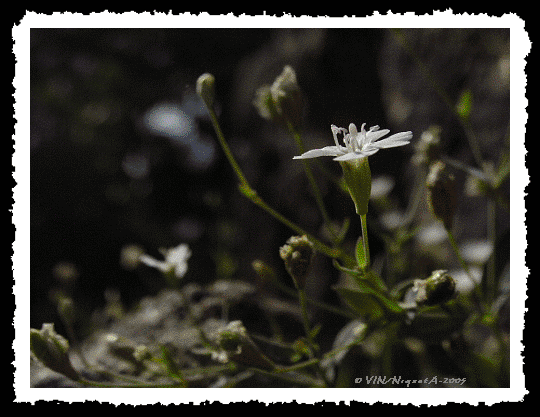 Silna rupestris ou silne des rochers