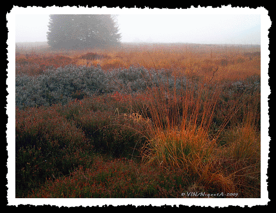 Une tourbire  l'automne