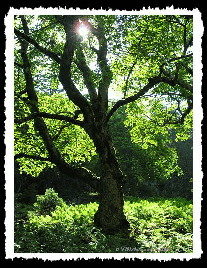 La foret sur boulis