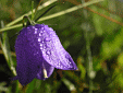 Campanule  feuille ronde