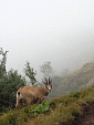 Regard de chamois