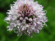 Orchis globuleux clair