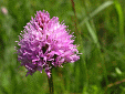 Orchis globuleux fonc